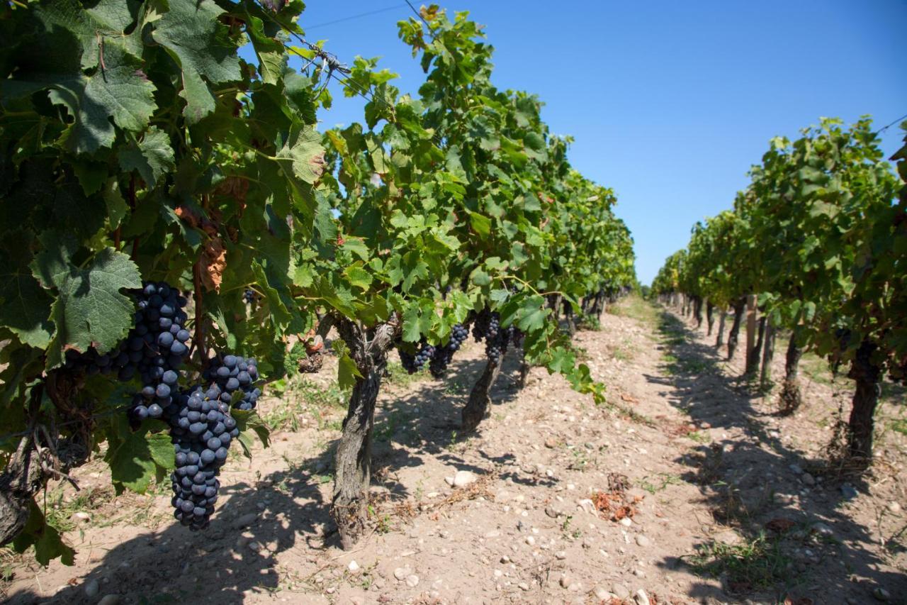 Wine Hote Chambre D'Hotes Le Pian-Médoc エクステリア 写真